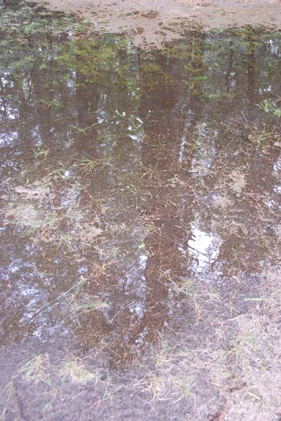 DSC_4909.JPG