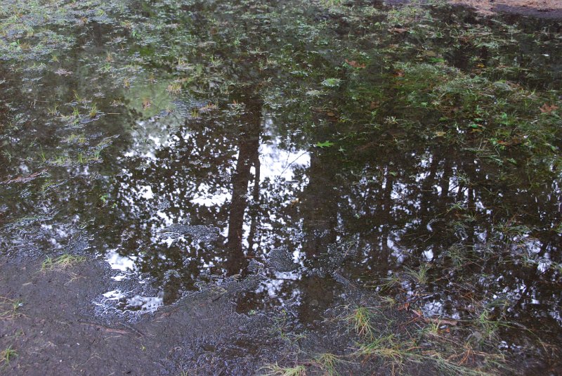 DSC_4910.JPG
