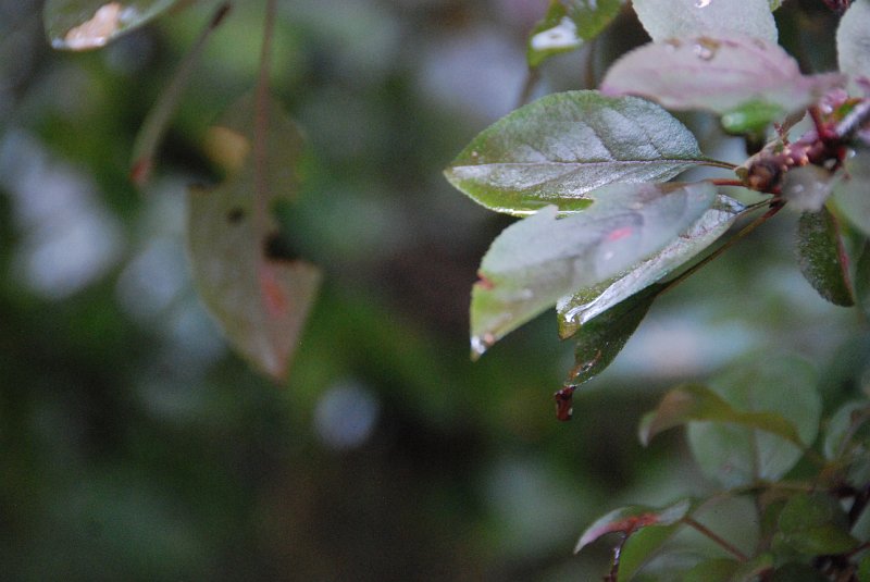DSC_4982.JPG