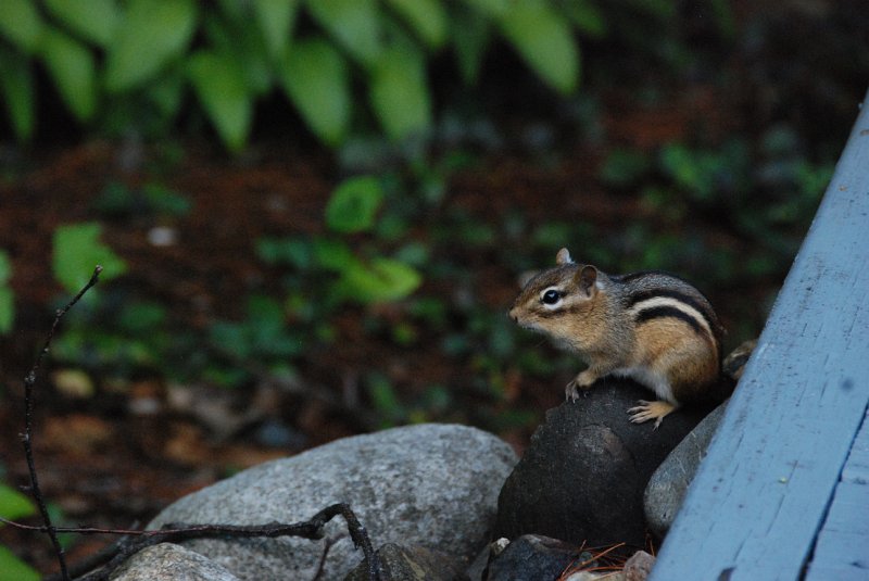 DSC_5009.JPG